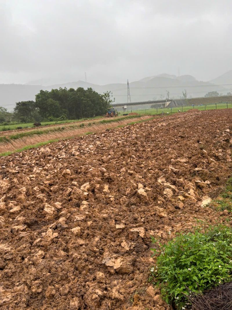 Vùng đất đồi để trồng cây Tràm Huế