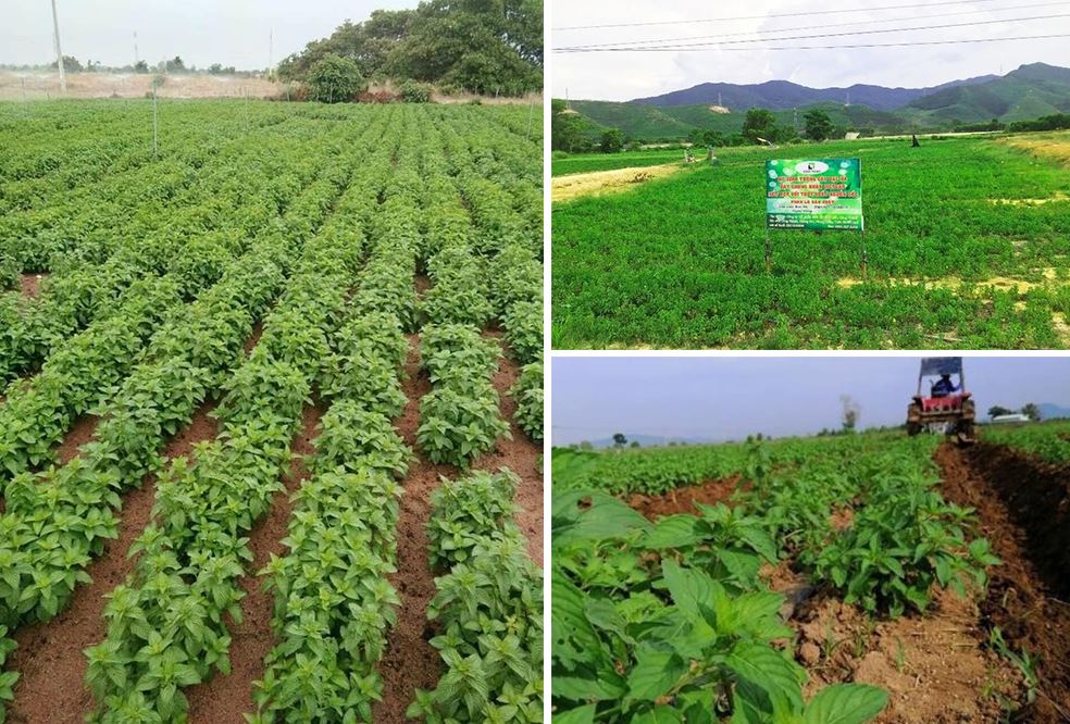 Tinh dầu Bạc hà nguyên chất chuẩn VietGAP