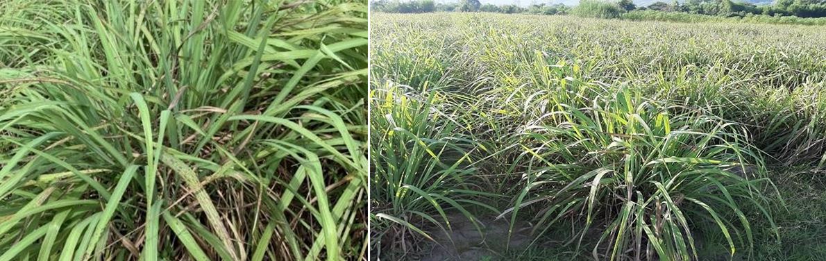 Tinh dầu sả 100% thiên nhiên nguyên chất