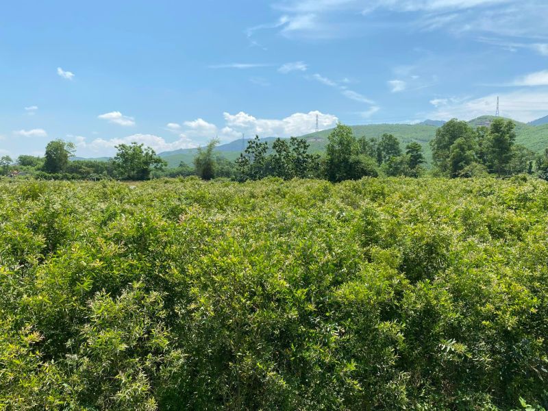 Vườn Tràm phát triển xanh tốt trong điều kiện thời tiết khắc nghiệt tại Huế