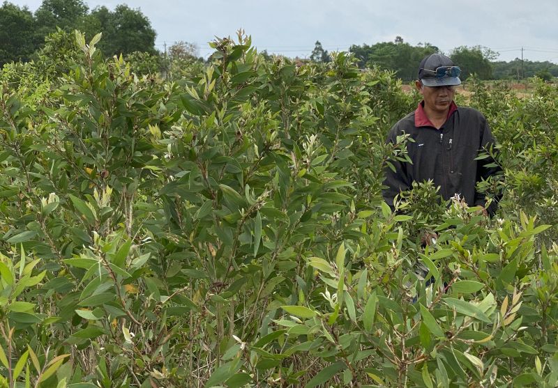 Vườn Tràm gió Huế tại tinh dầu Công Thành