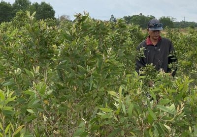 Thời tiết khắc nghiệt ở Huế và sự sinh trưởng đặc biệt của cây Tràm